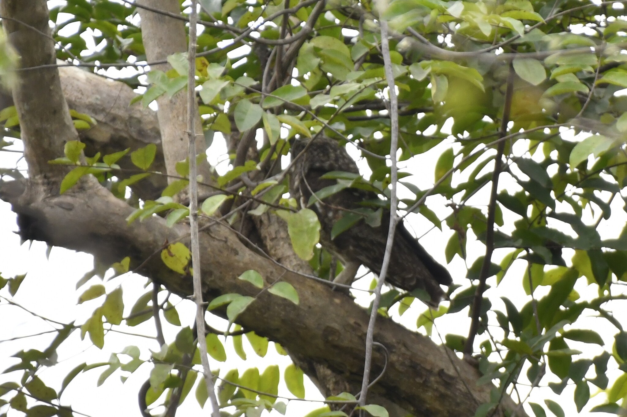 Greyish Eagle-Owl (Bubo cinerascens), photo 7