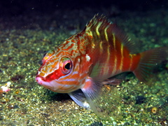 Hypoplectrodes maccullochi