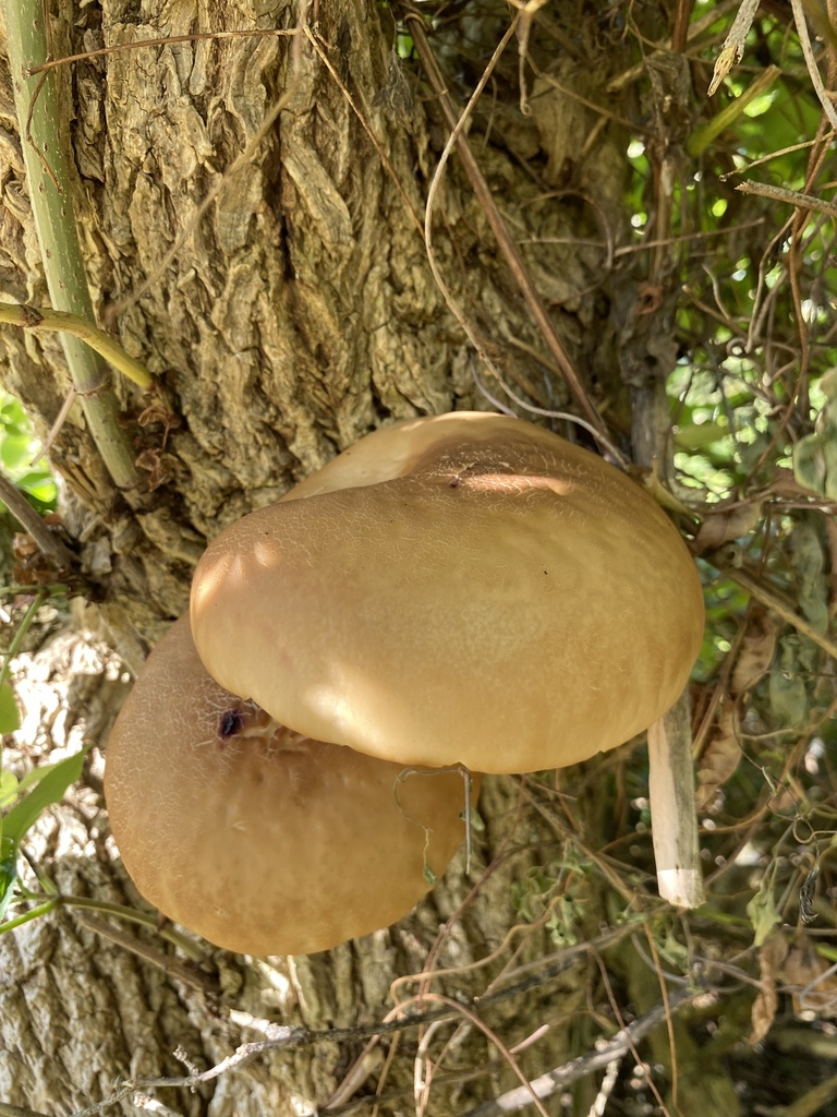 Cyclocybe parasitica · January 2026 · photo: © jack12347 (iNaturalist, cc0)