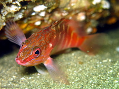 Hypoplectrodes maccullochi