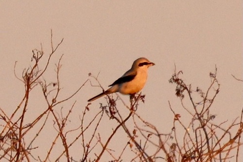 Northern Shrike (Lanius borealis), photo 8