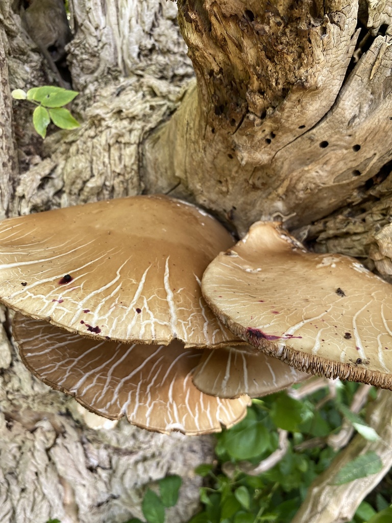 Cyclocybe parasitica · January 2026 · photo: © jack12347 (iNaturalist, cc0)