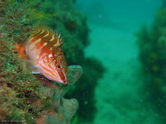 Hypoplectrodes maccullochi