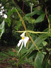 Epidendrum nocturnum