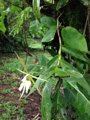 Epidendrum nocturnum