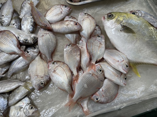 Cardinal seabream (Evynnis cardinalis) — Sparidae