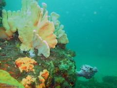 Pyura spinifera