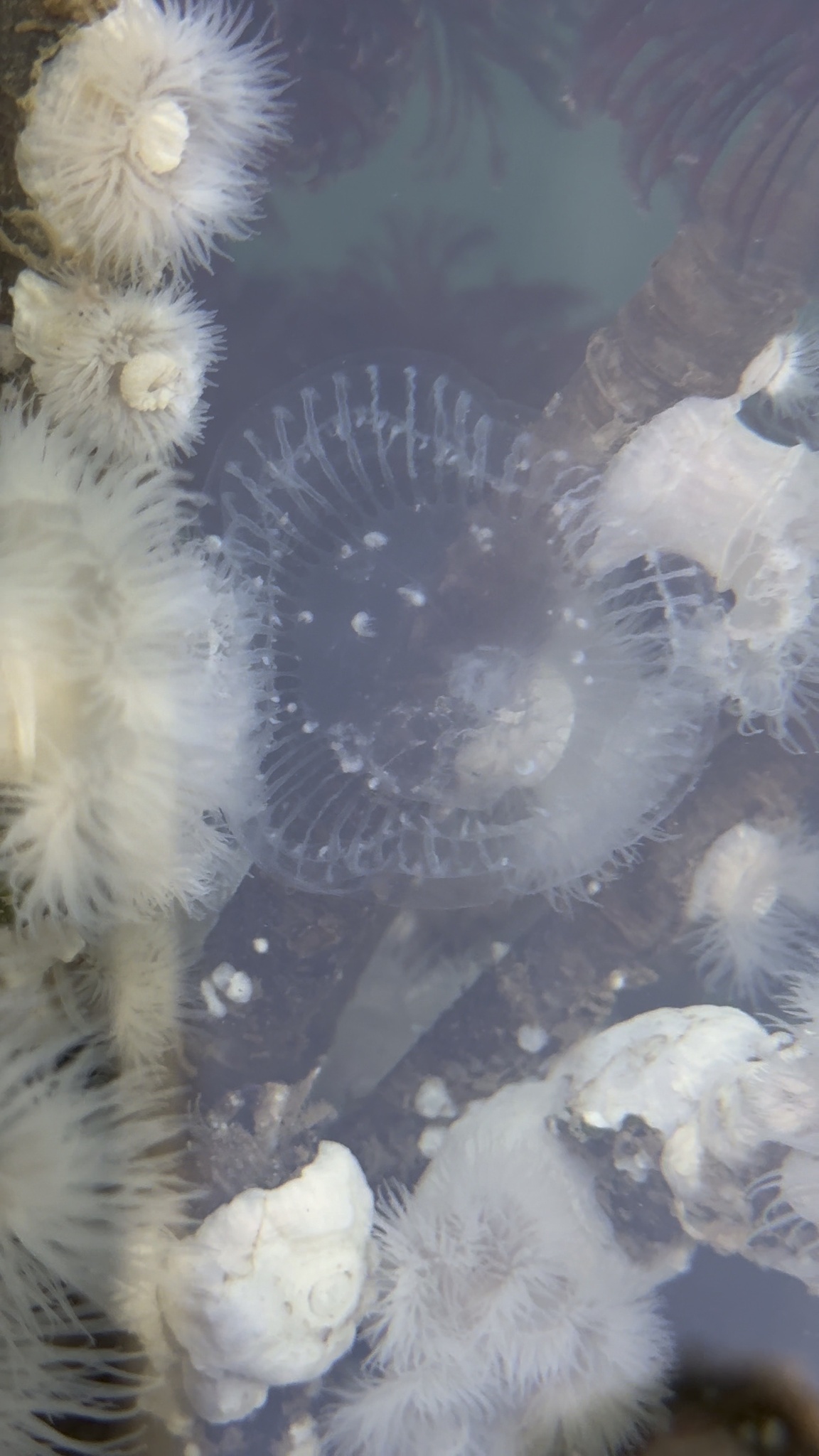 Aequorea victoria (Murbach & Shearer, 1902)