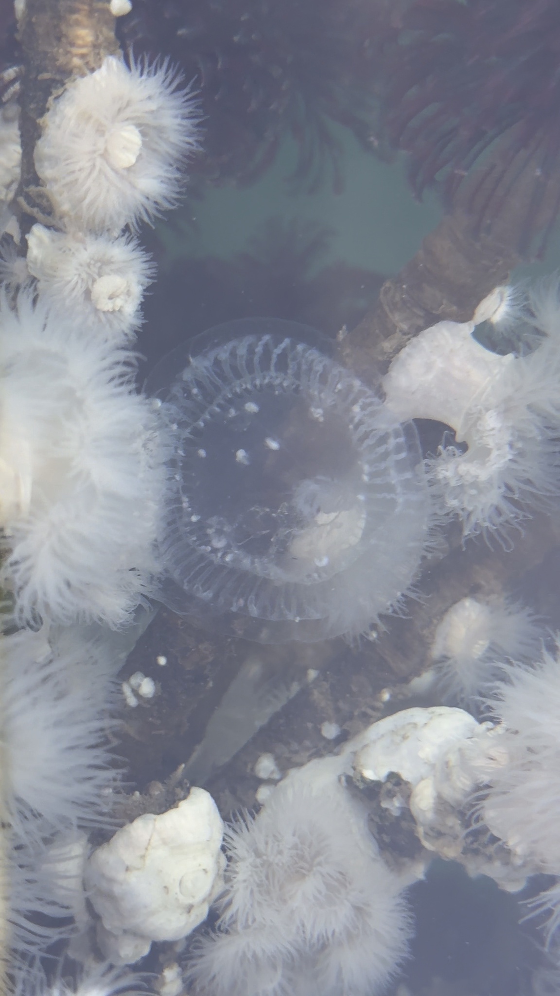 Aequorea victoria (Murbach & Shearer, 1902)