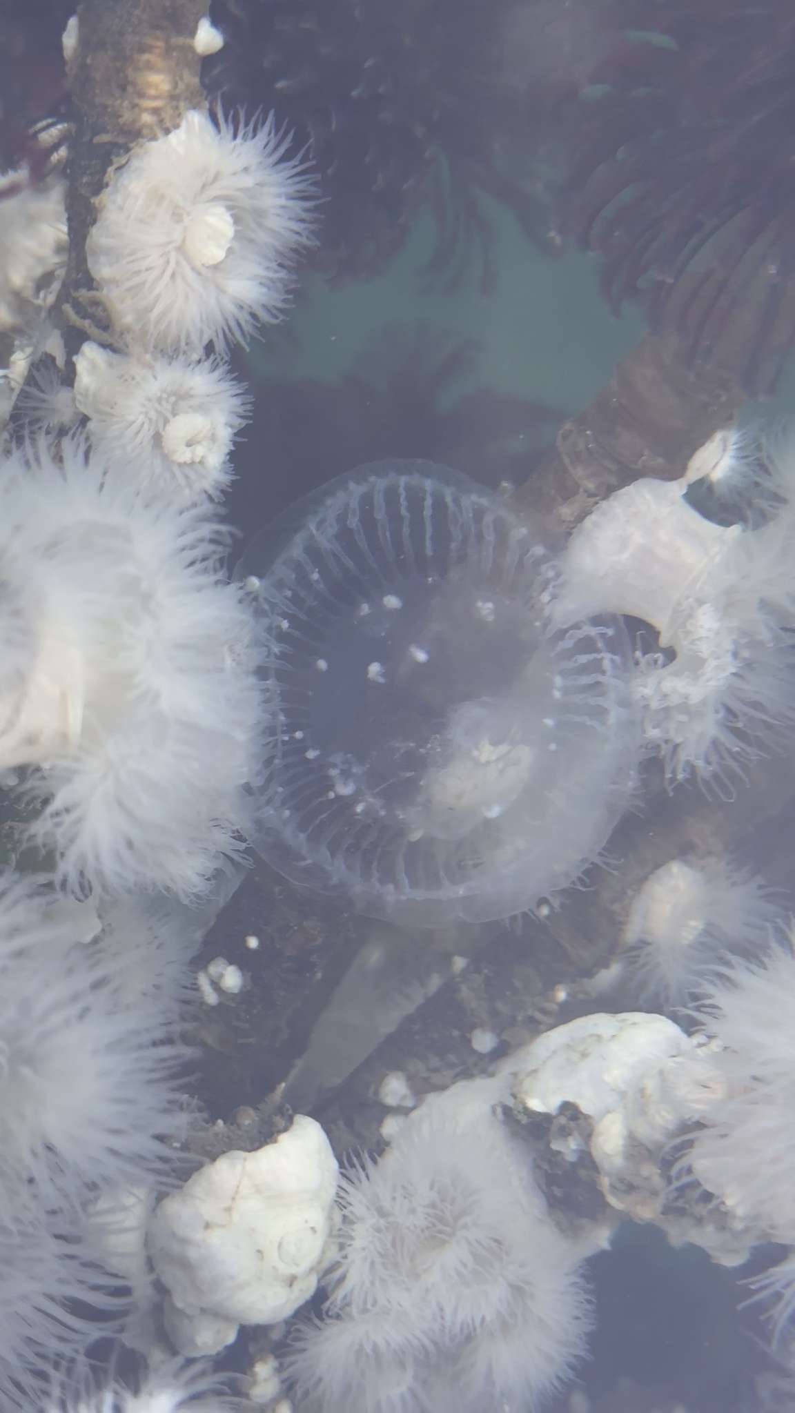 Aequorea victoria (Murbach & Shearer, 1902)