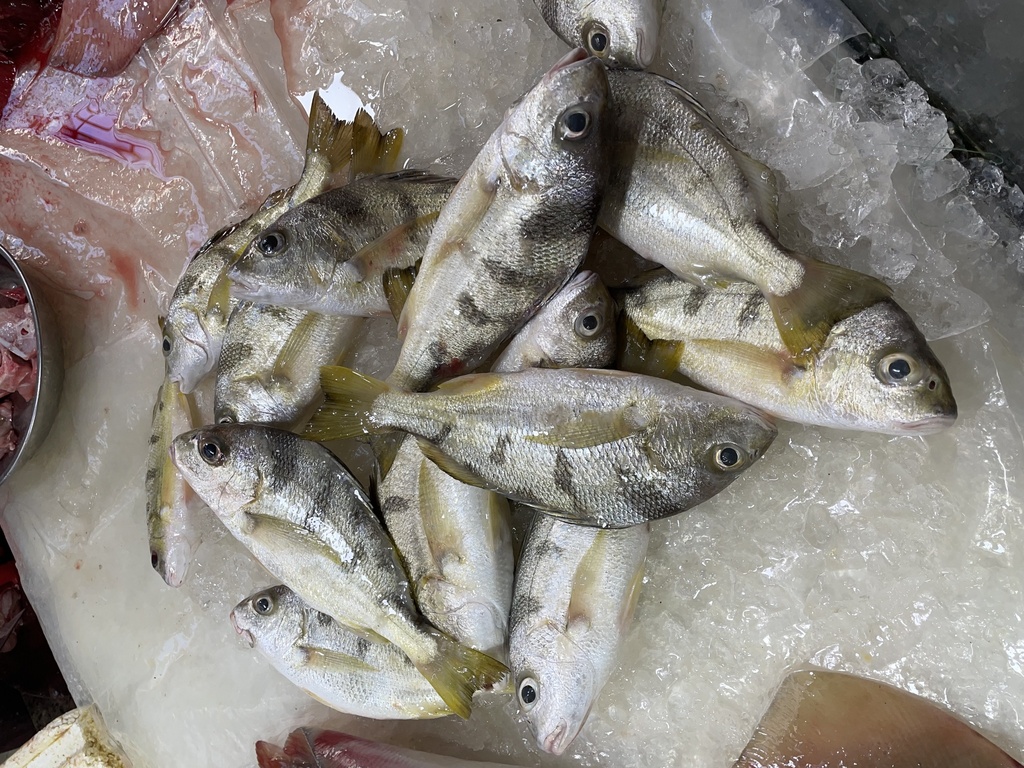 Banded grunt (Pomadasys maculatus) — Haemulidae