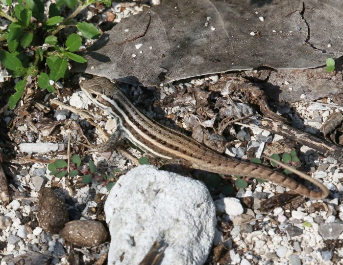 Cabo Corrientes Curlytail Lizard