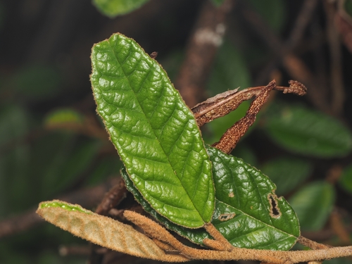 Pomaderris paniculosa, photograph 4