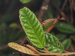 Pomaderris paniculosa, photograph (c) Angus Campbell, some rights reserved (CC BY)