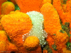 Polycitor giganteus