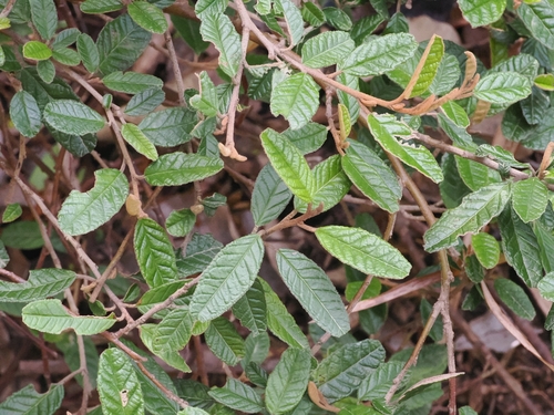 Pomaderris paniculosa, photograph 6