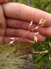Poa colensoi