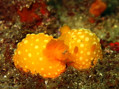 Doris chrysoderma