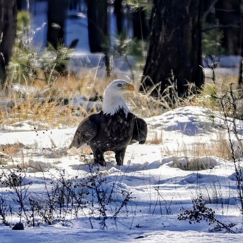 Bald Eagle photographed in Arizona
