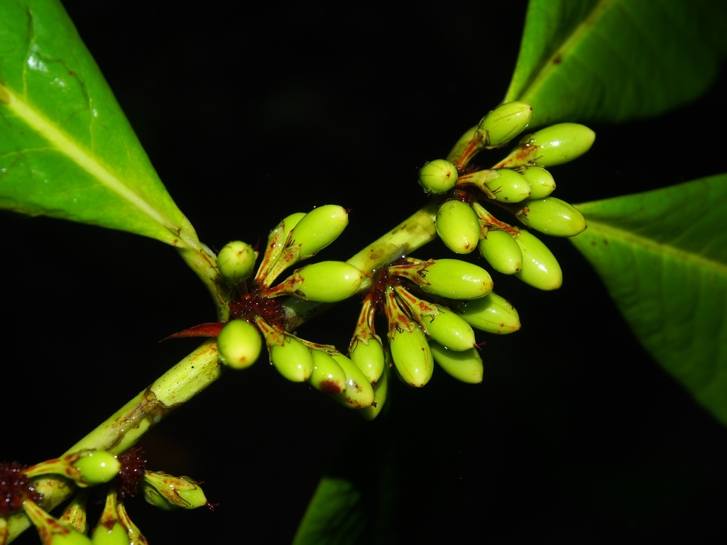 Erythroxylum macrophyllum