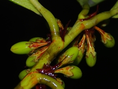 Erythroxylum macrophyllum
