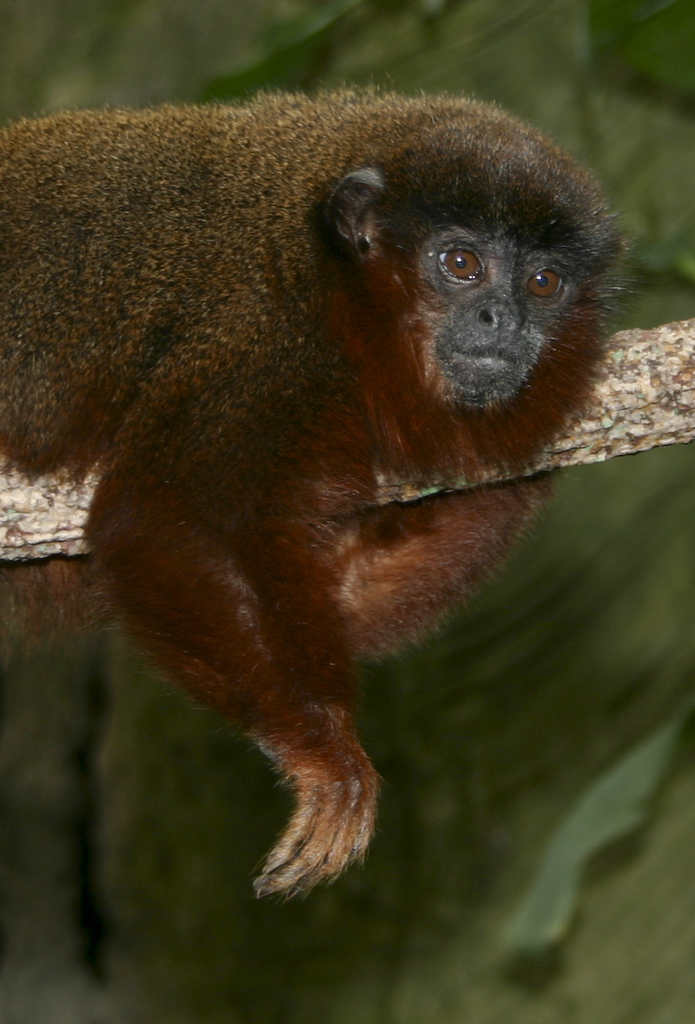 sofistikeret myg Forblive Red-bellied Titi Monkey (Mammals of Tambopata) · iNaturalist