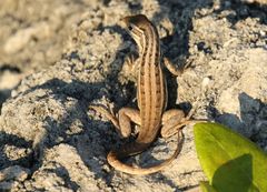 Leiocephalus stictigaster