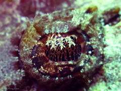 Thysanophrys cirronasus