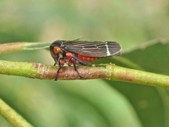 Eurymeloides lineata