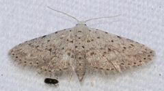Sigela basipunctaria