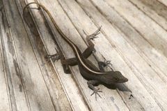 Anolis mestrei