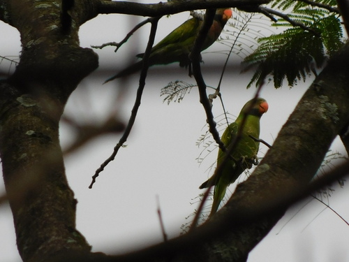 Psittacula alexandri