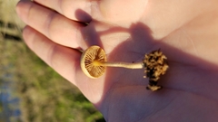 Agrocybe semiorbicularis