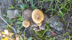 Agrocybe semiorbicularis