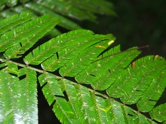 Pentaclethra macroloba