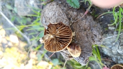 Agrocybe semiorbicularis