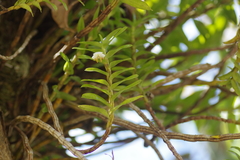 Dendrobium ellipsophyllum