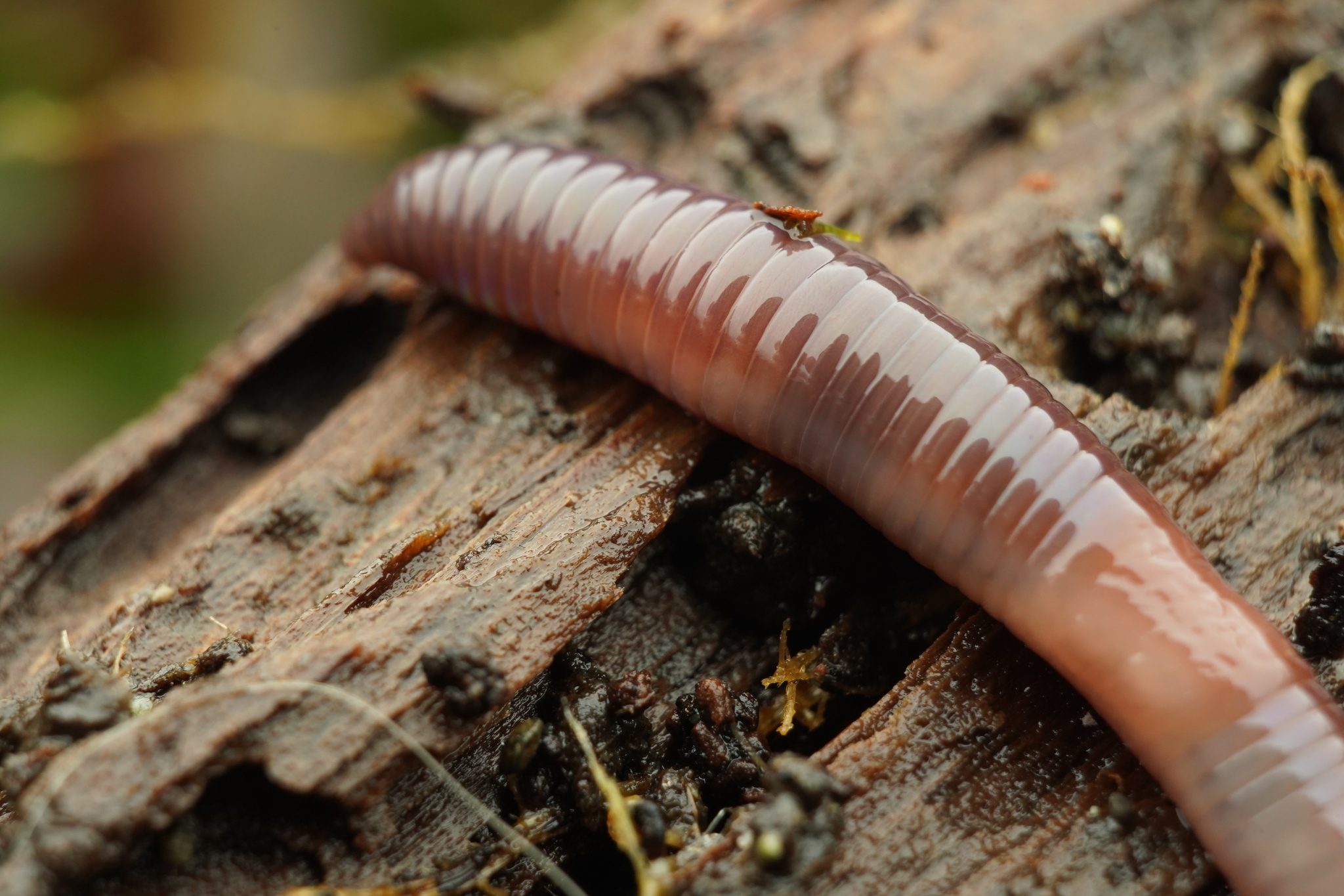 Lumbricus rubellus Hoffmeister, 1843