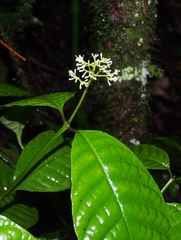 Palicourea acuminata