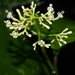 Palicourea acuminata - Photo (c) Lena Struwe, alguns direitos reservados (CC BY-SA), uploaded by Lena Struwe