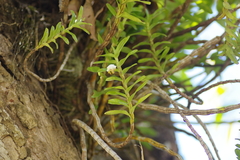 Dendrobium ellipsophyllum