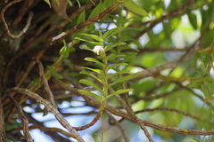 Dendrobium ellipsophyllum