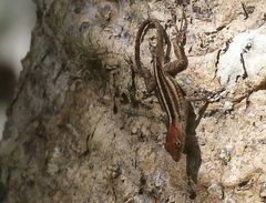 Anolis homolechis
