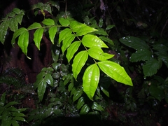Image of Strychnos panamensis