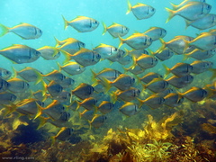 Schuettea scalaripinnis