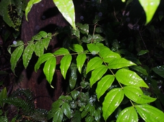 Strychnos panamensis