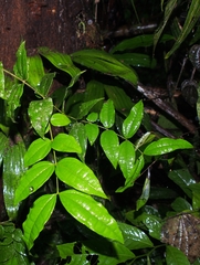 Strychnos panamensis