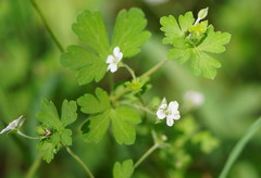 Geranium neglectum