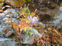 Loeselia purpusii