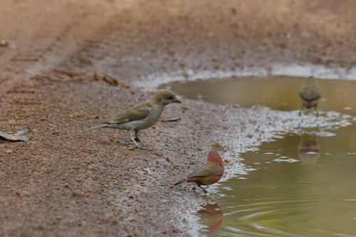 Sahel Bush Sparrow (Gymnoris dentata), photo 10